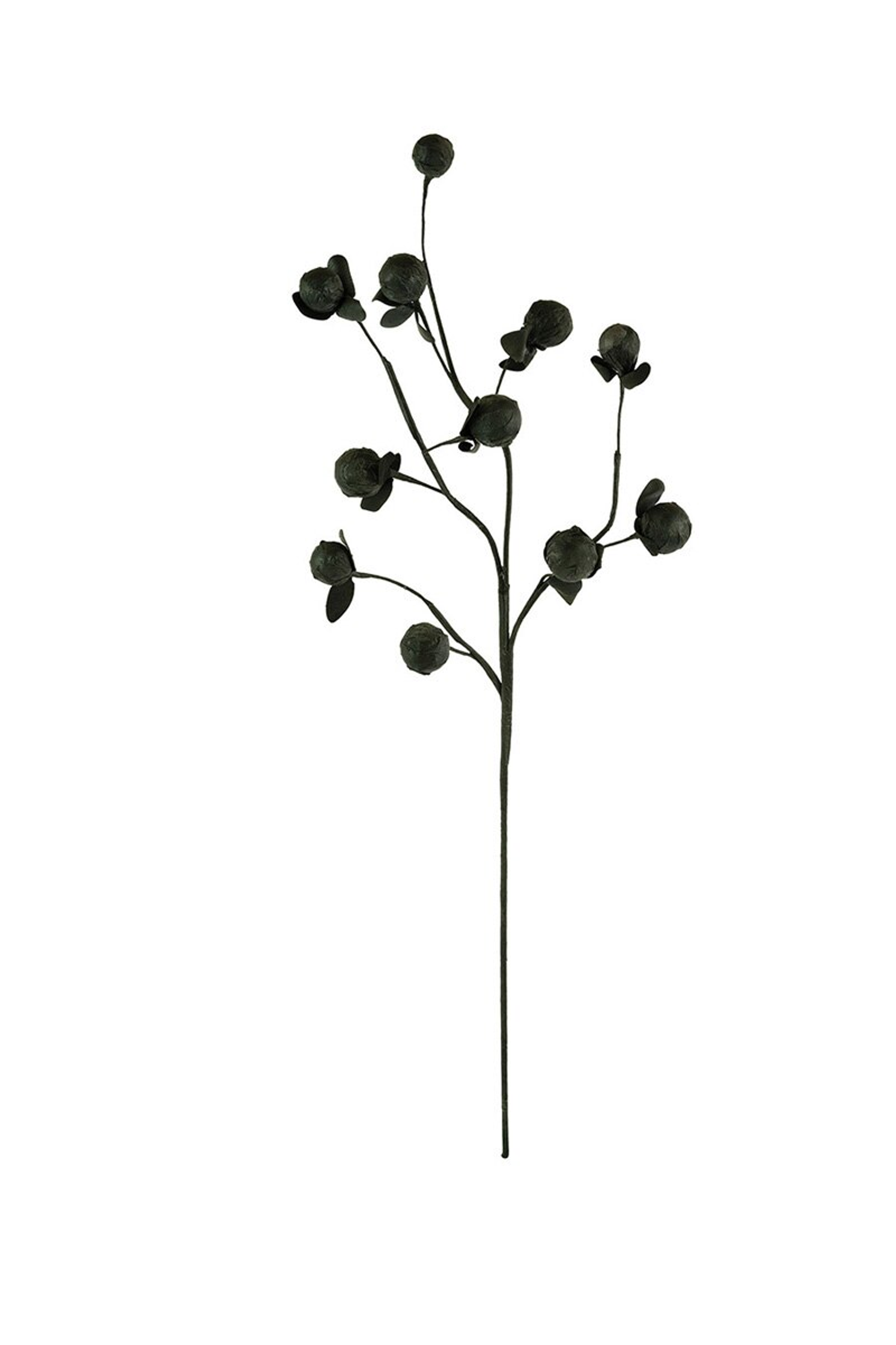 Black botanical stem with small round buds on branching dark stems