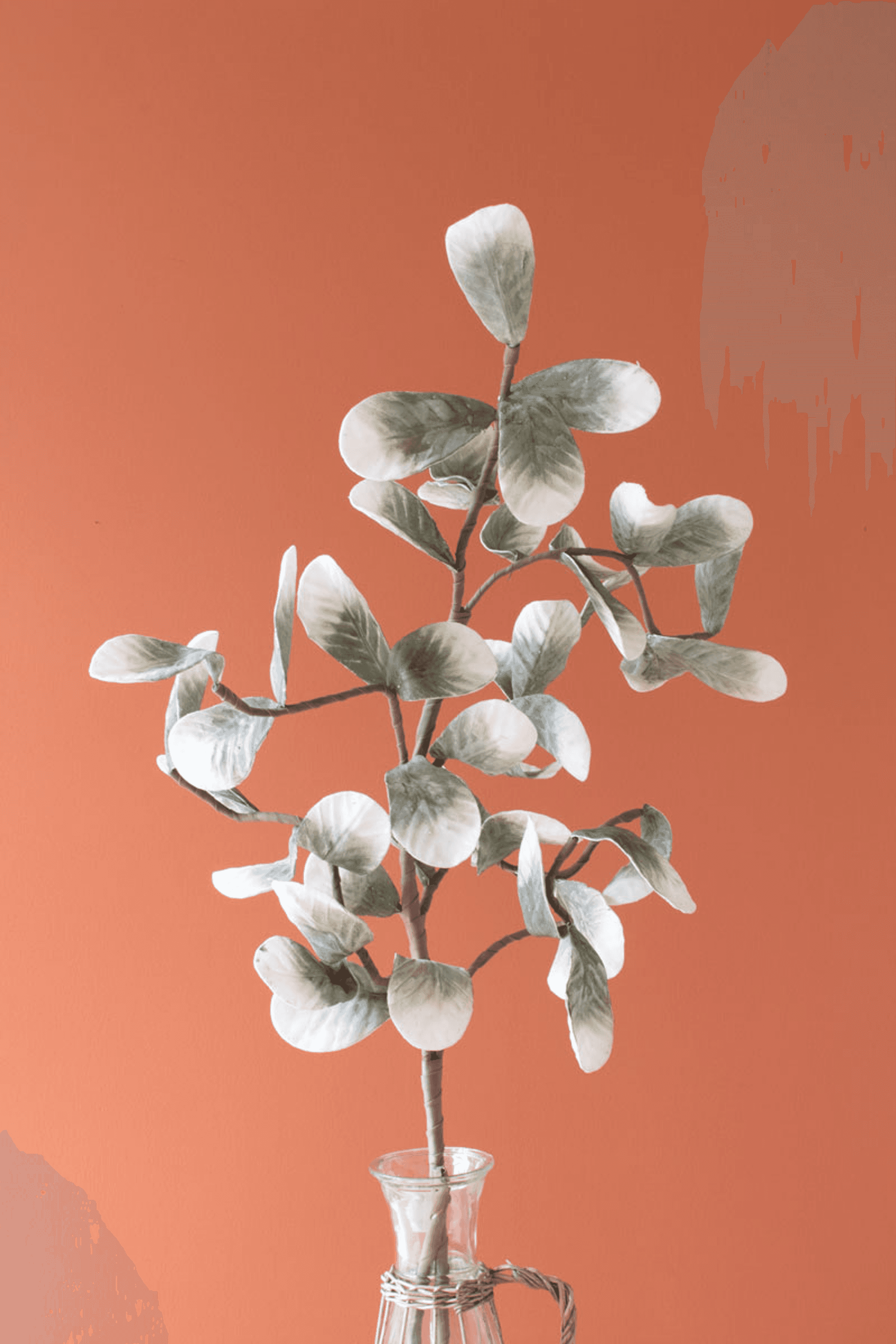 Eucalyptus-style stem with gray-green leaves and small white bud tips