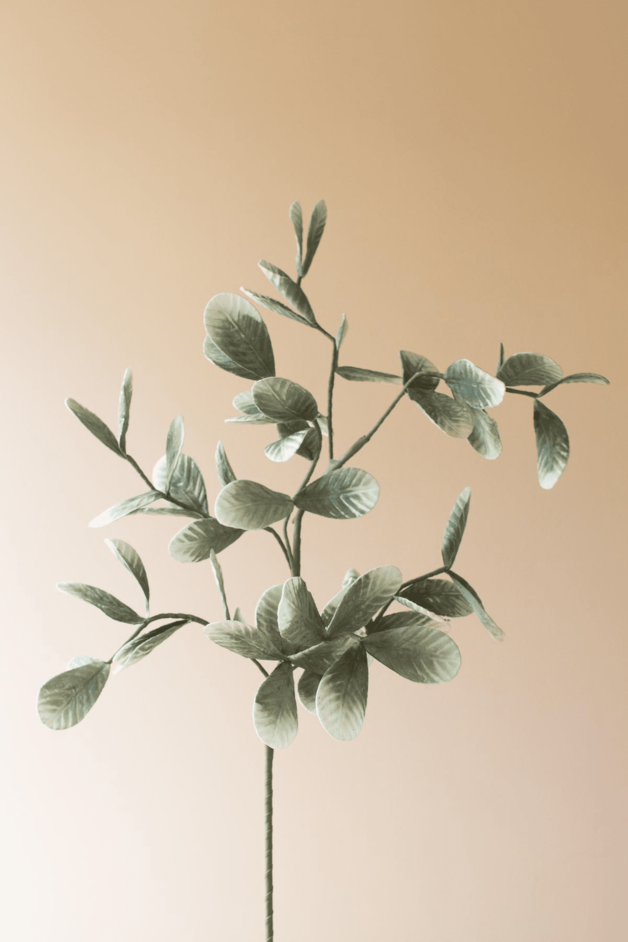 Eucalyptus-style floral stem with layered gray-green leaves on thin branch