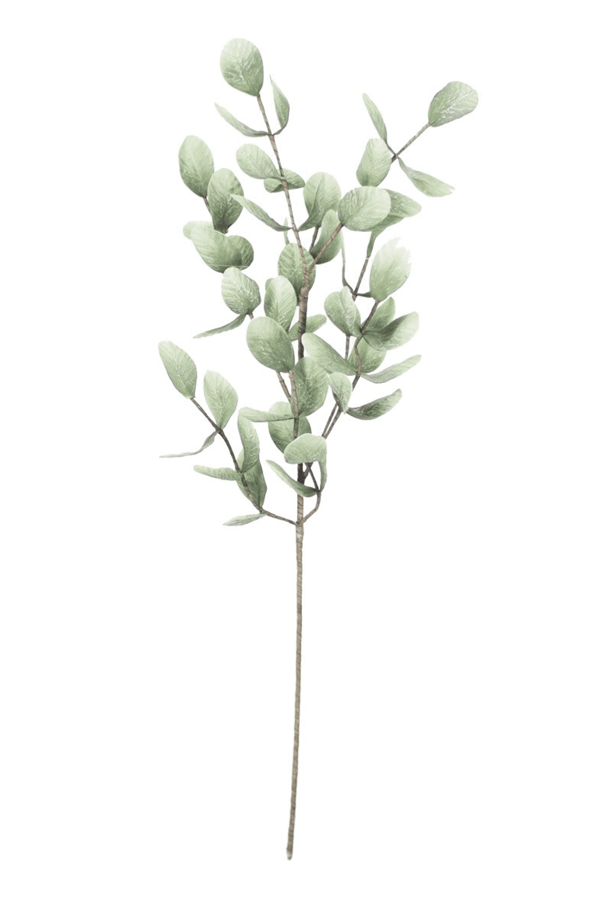 Eucalyptus-style stem with small gray-green leaves and straight thin stem