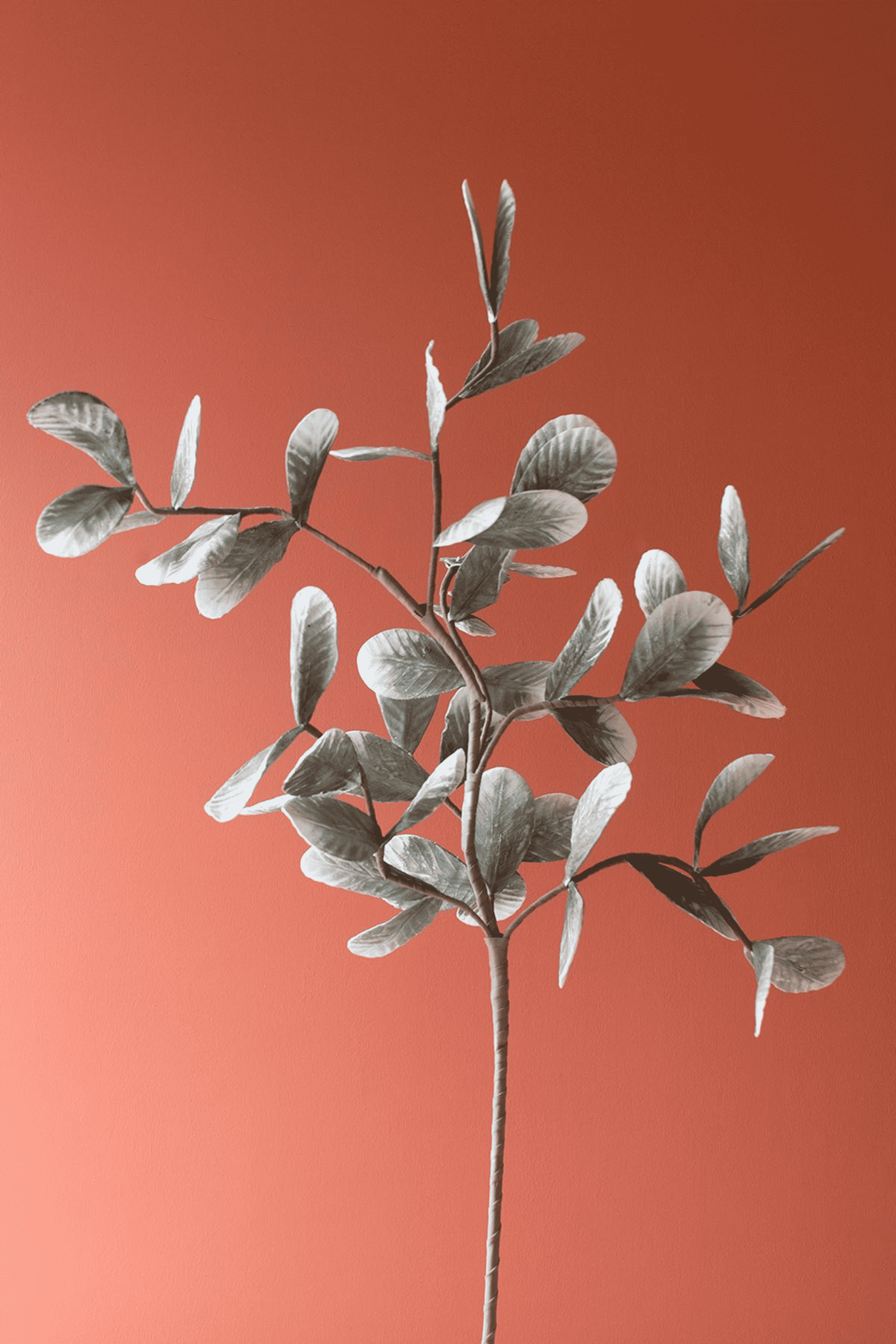 Eucalyptus-style floral stem with gray-green leaves on long thin stalk