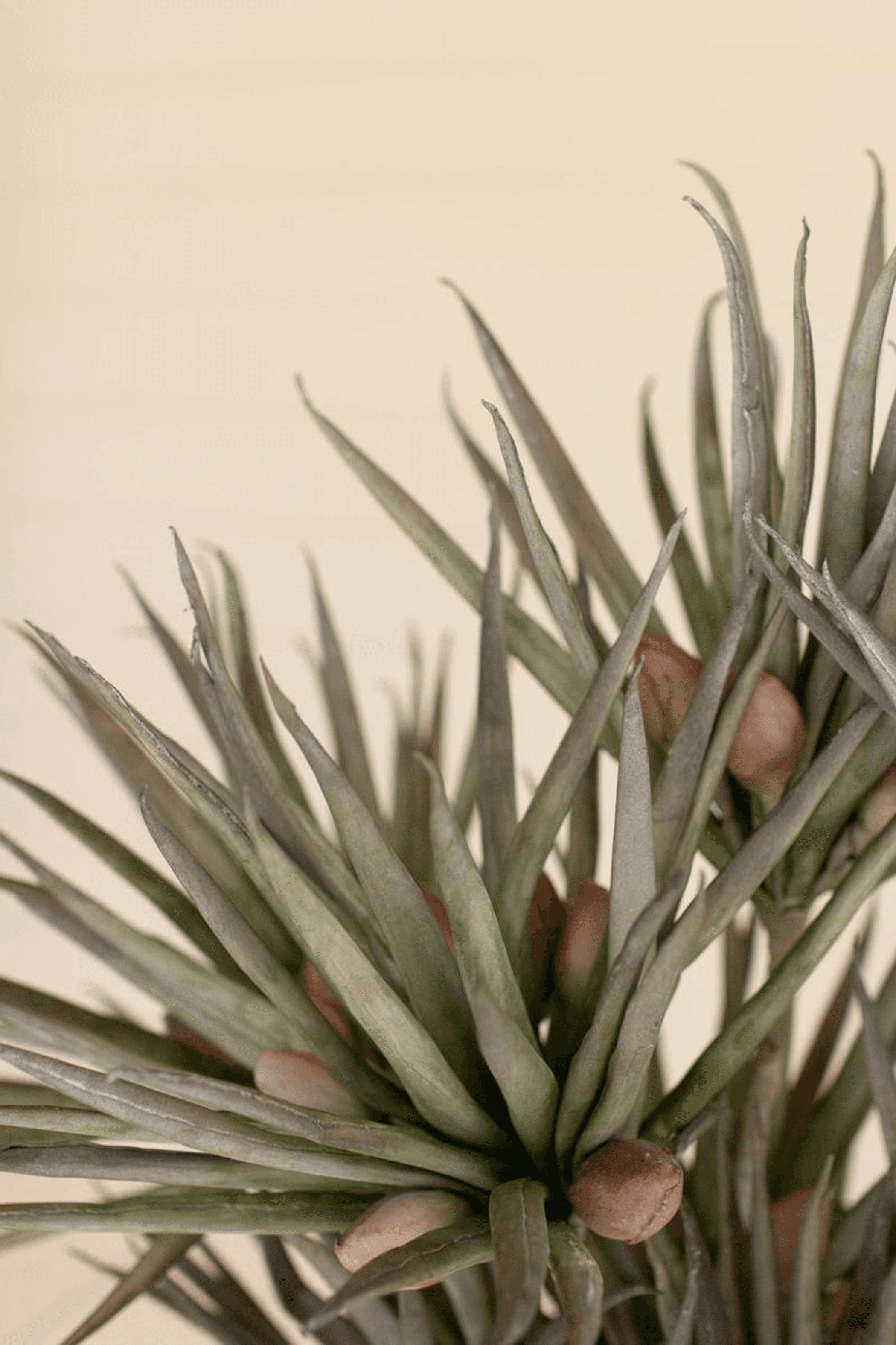 BOTANICA #3365 artificial succulent close-up with spiky green leaves