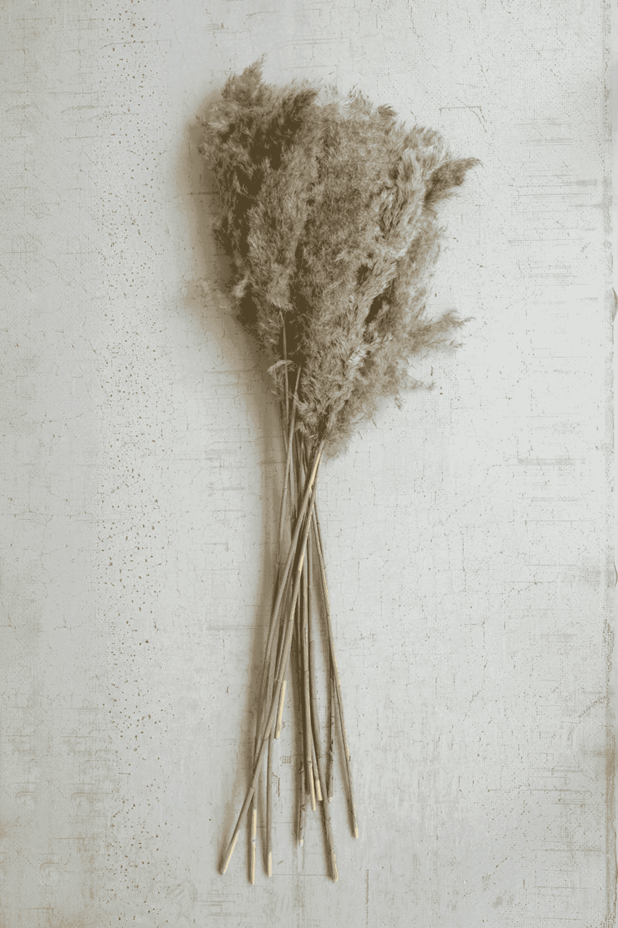 Large bundle of natural brown pampas grass stalks with feathery plumes