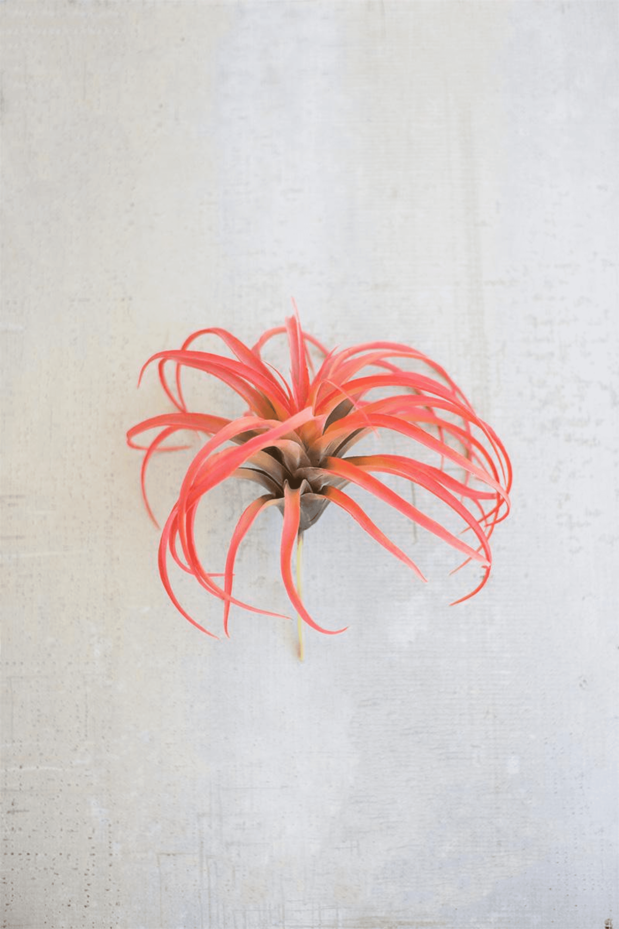 Red flocking air plant with spiky ribbon leaves