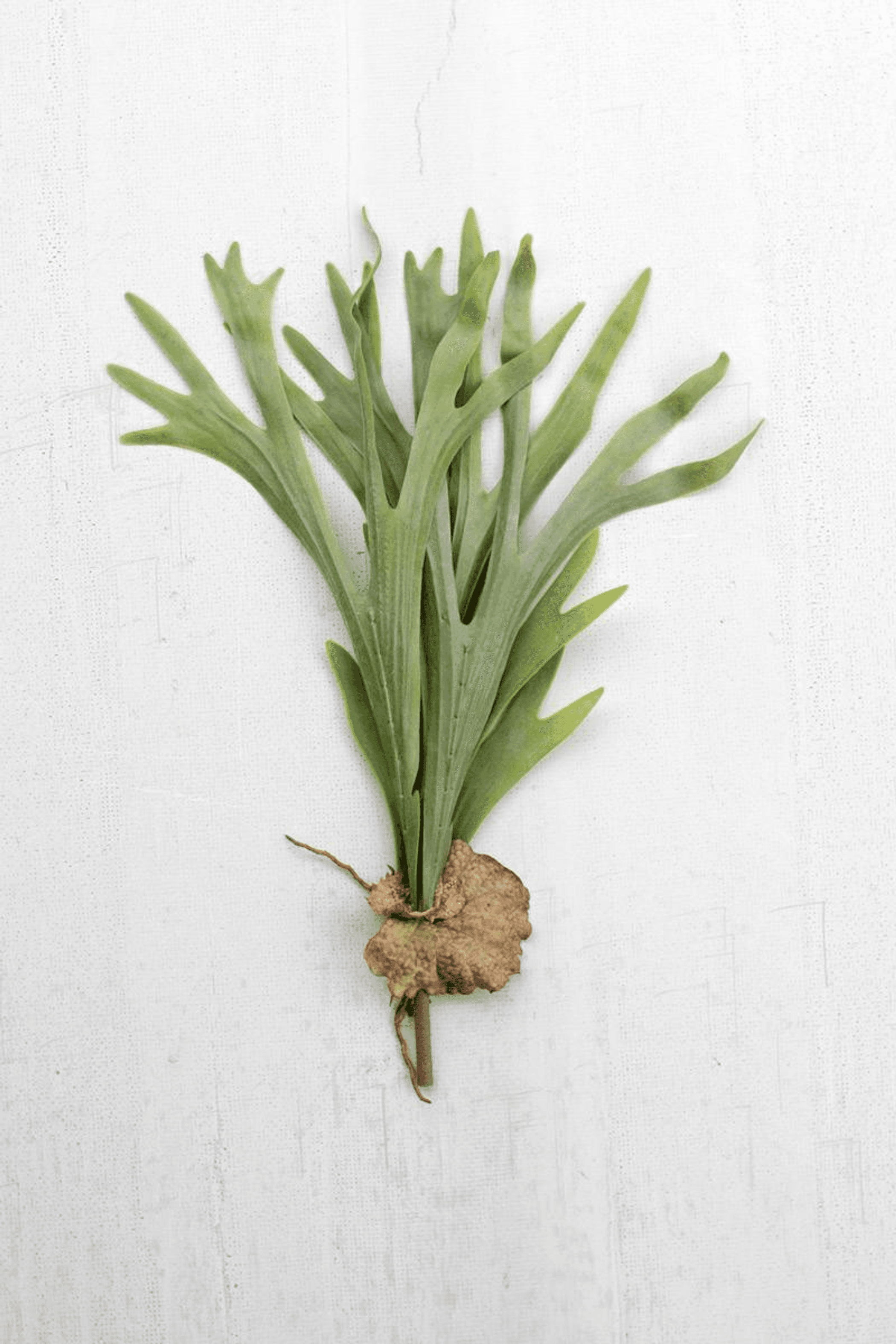 Artificial staghorn fern stem with green spiky fronds and brown base