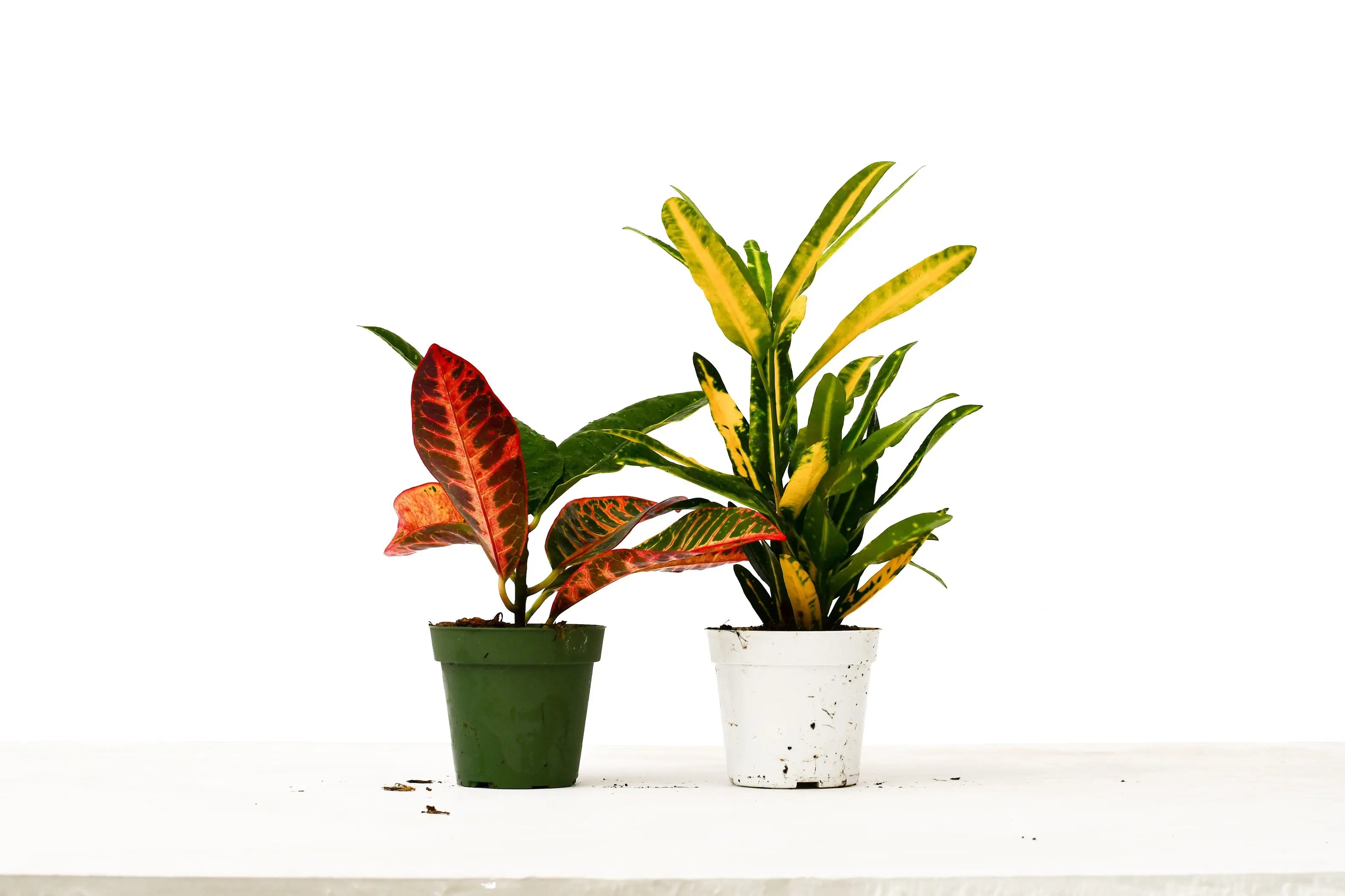 2 Croton Variety Pack - 4" Pot House Plant Dropship