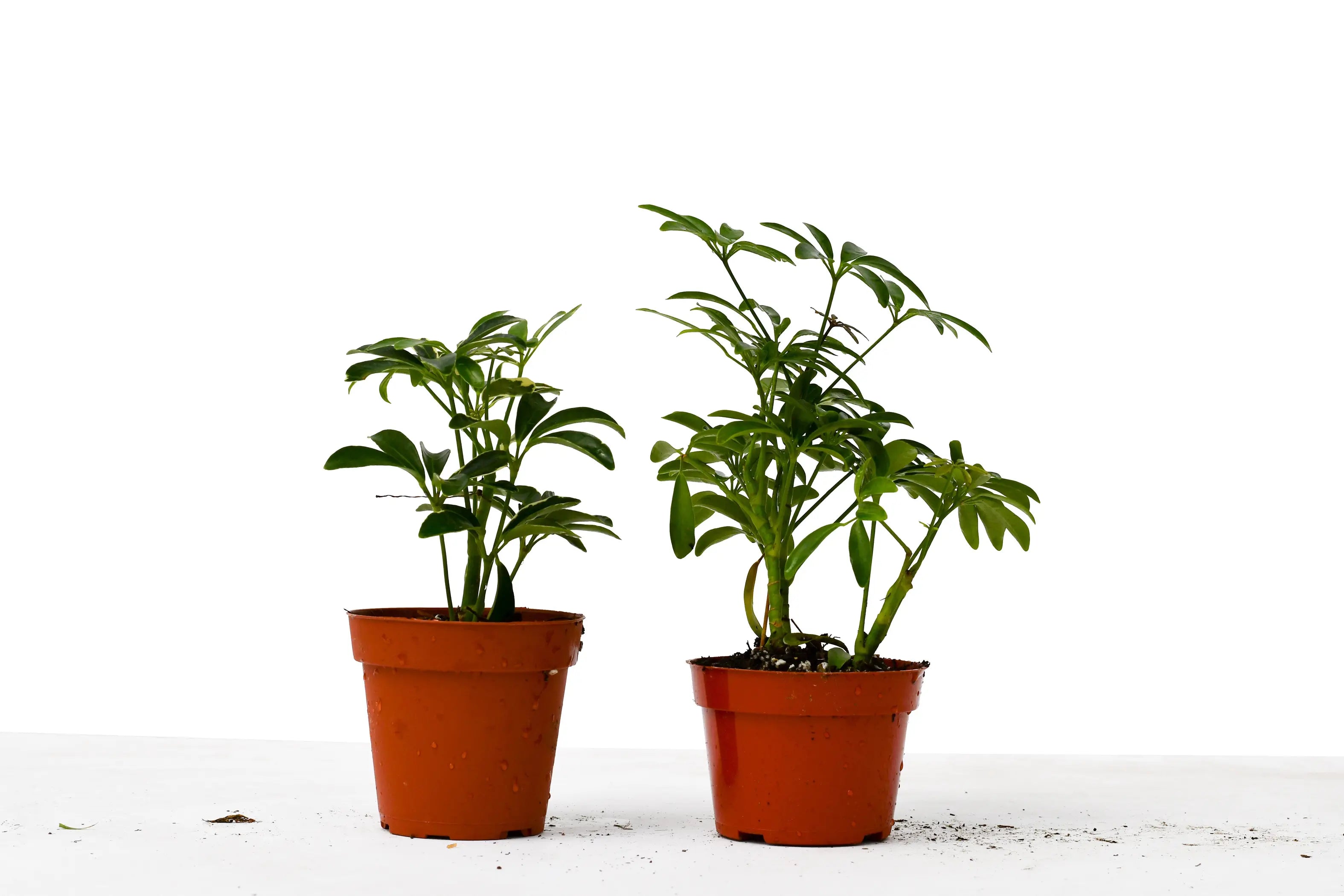 2 Different Schefflera Plants Variety Pack - 4" Pot House Plant Dropship