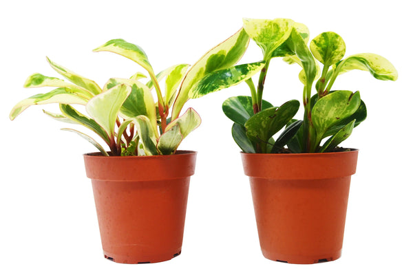 2 Peperomia Plants Variety Pack in 4" Pots - Baby Rubber Plants House Plant Dropship