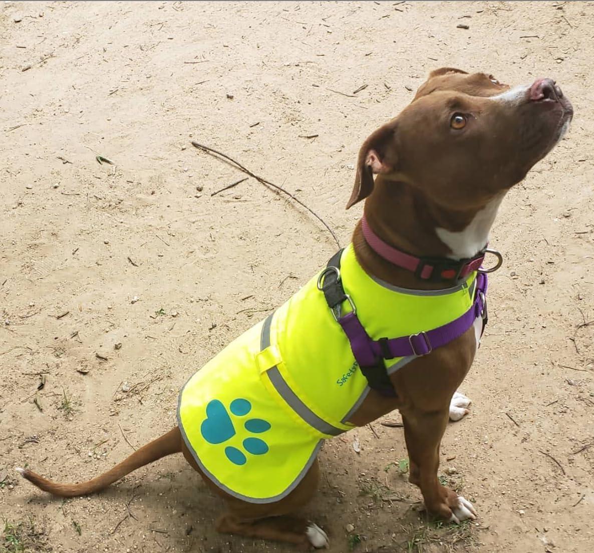 Dog Reflective Vest Sizes to Fit Dogs 14 lbs to 130 lbs    Hi Vis Safety Vest Keeps Dogs Visible On and Off Leash in Both…