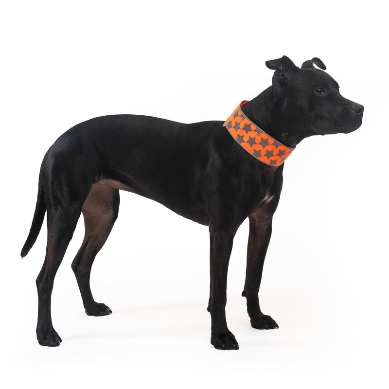 Reflective Dog Collar. Fluorescent Blaze Orange with Adjustable Fastener for Small Medium & Large Pets. High Visibility Dog…