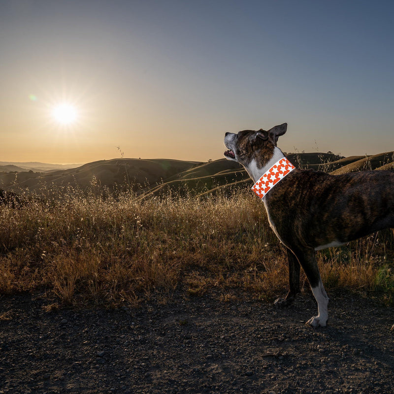 Reflective Dog Collar. Fluorescent Blaze Orange with Adjustable Fastener for Small Medium & Large Pets. High Visibility Dog…