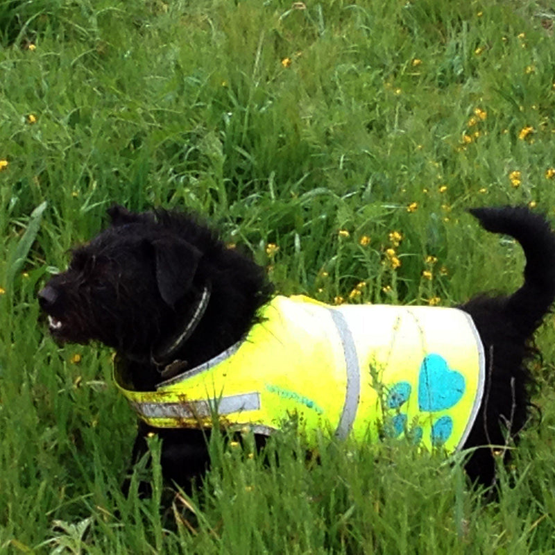Dog Reflective Vest Sizes to Fit Dogs 14 lbs to 130 lbs   SafetyPUP XD Hi Vis Safety Vest Keeps Dogs Visible On and Off…
