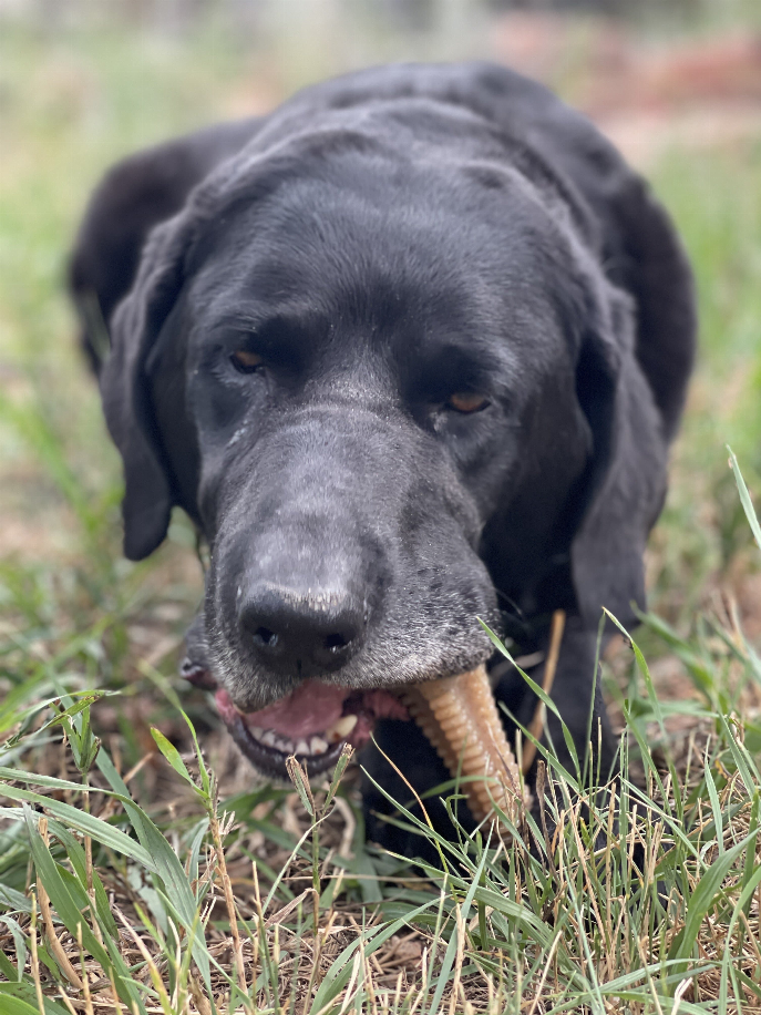 Brown ribbed nylon dental chew tower toy being chewed by a dog