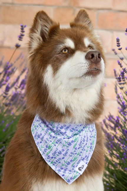 Dog bandana on a brown-and-white dog: white triangle with purple and green pattern