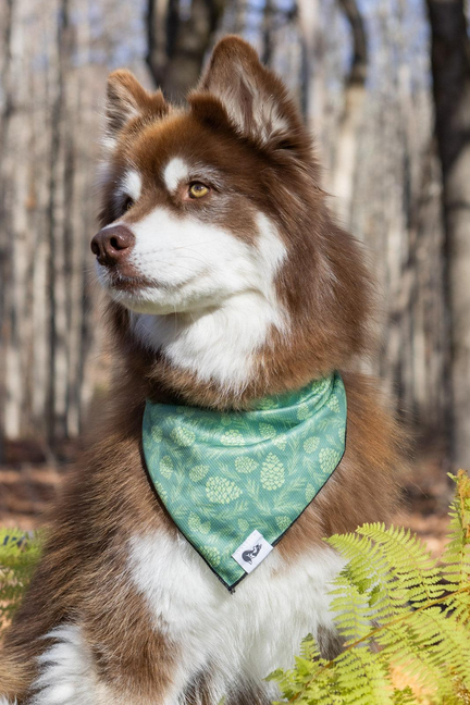 Teal pine-cone pattern dog bandana on brown-and-white husky, bib style