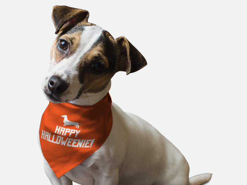 Orange dog bandana with Happy Halloweenie! text, neck-tied triangle