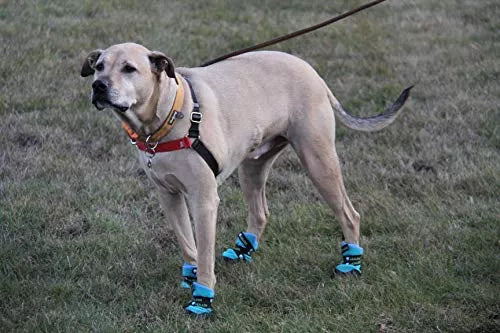 Dog posing outdoors with teal Healers booties and grippy blue rubber soles