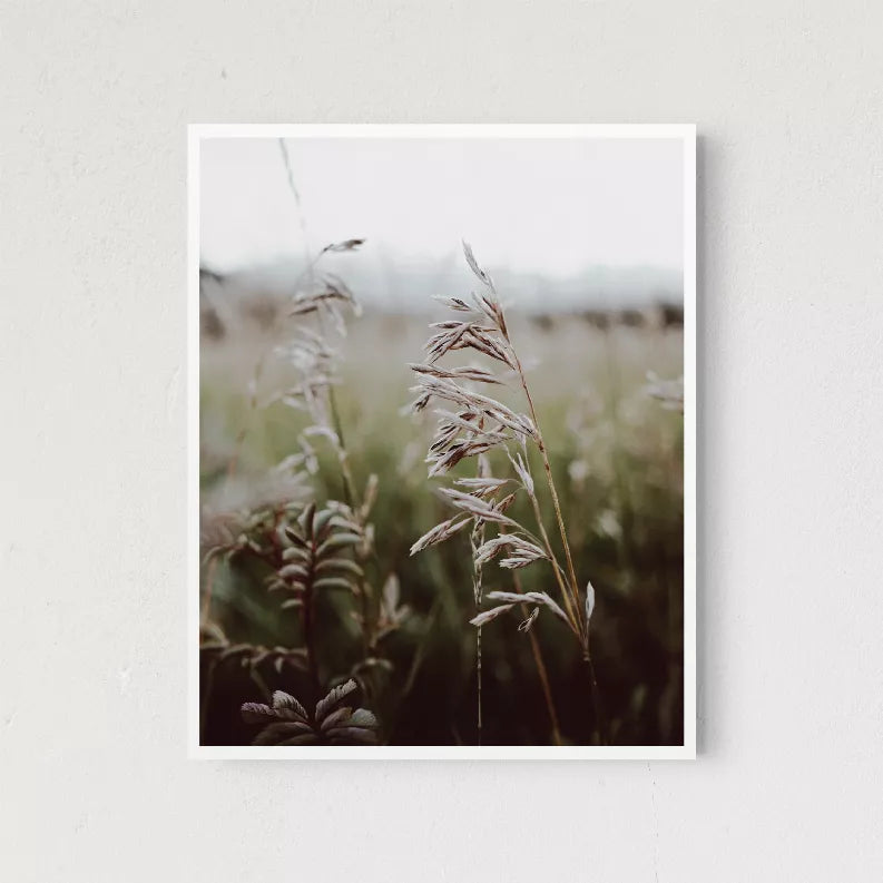 White-framed vertical plant field photo print with soft-focus grasses