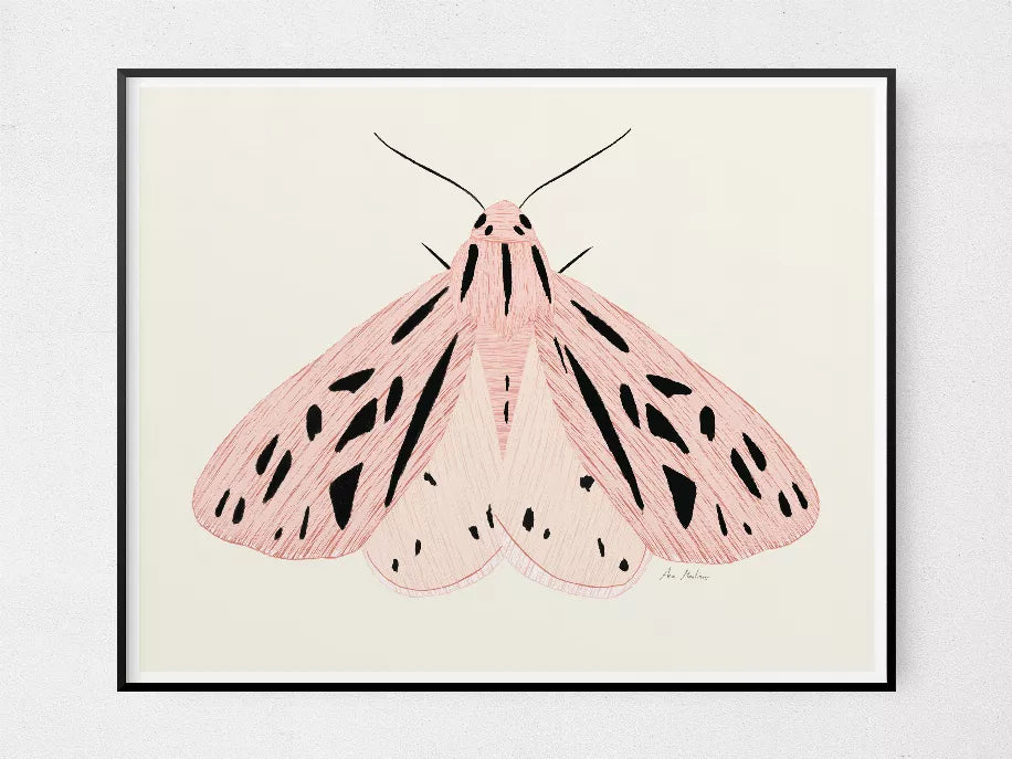 Black-framed pink moth illustration with antenna lines and speckled wings