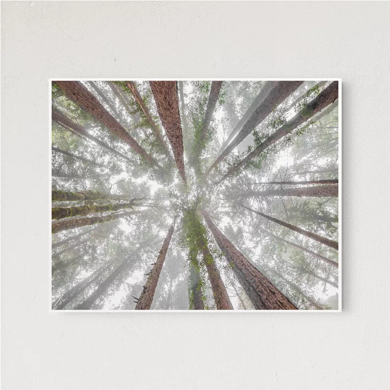 Framed tree landscape wall art print with tall redwood trunks in foggy mist