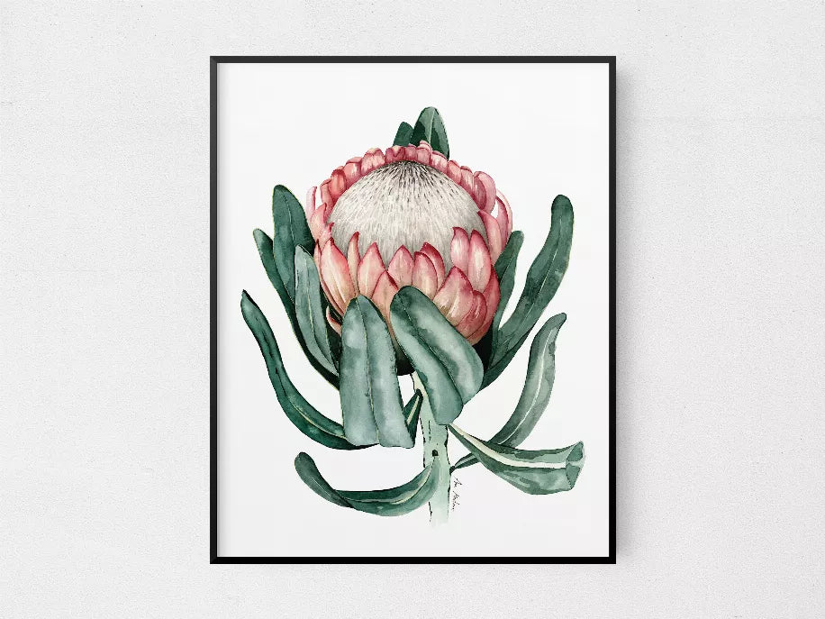 Framed watercolor protea flower with pink petals and green succulent leaves
