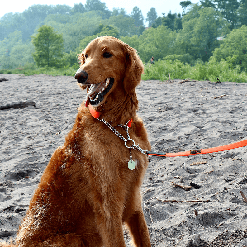 Orange martingale dog collar with metal chain and round tag on brown dog