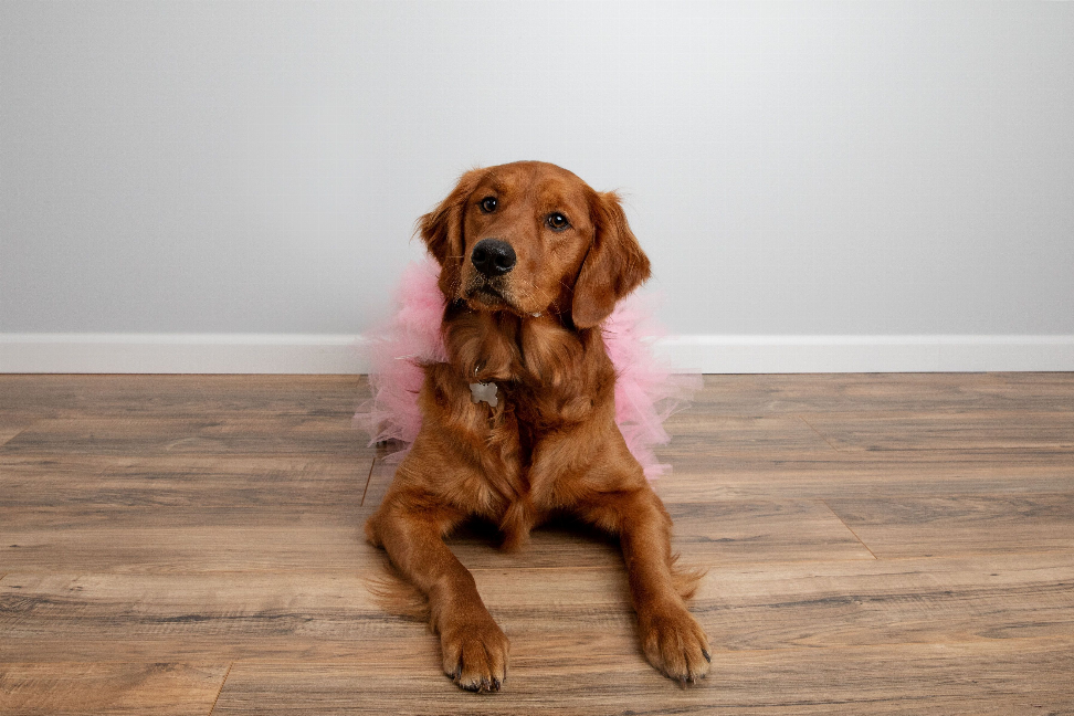 Light pink tulle dog tutu skirt on a brown dog, wearing fluffy ruffle layers.