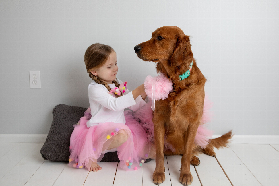 Light pink tulle dog tutu skirt on a standing brown dog with fluffy layered ruffles.