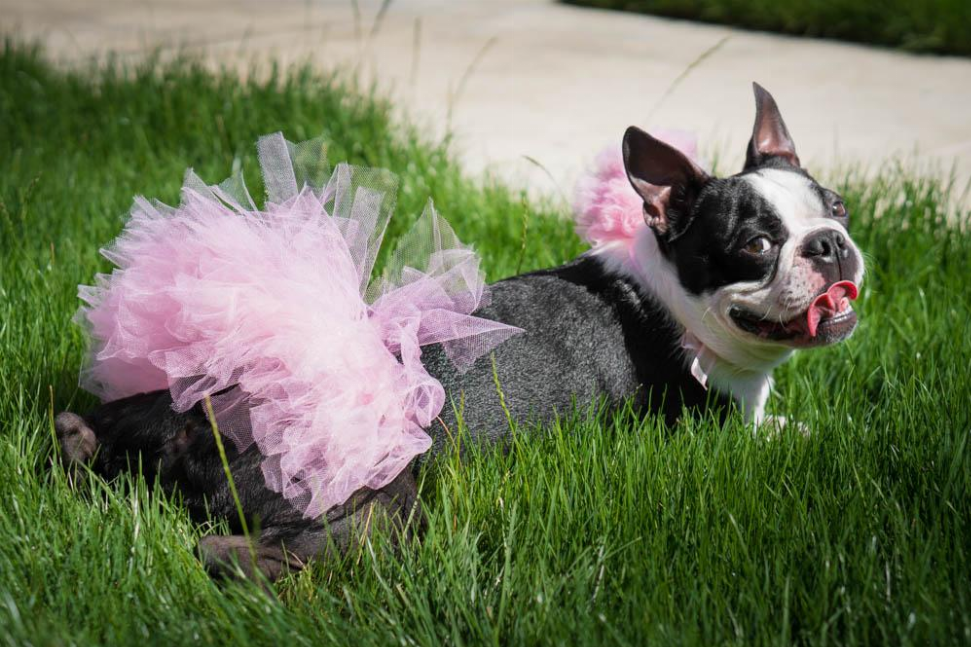 Light pink tulle dog tutu skirt on a black-and-white dog lying in grass.