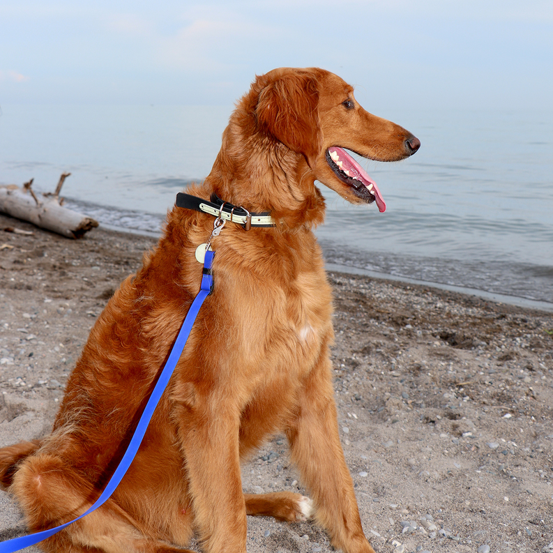 Brown dog wearing a blue leash and dark collar with metal buckle