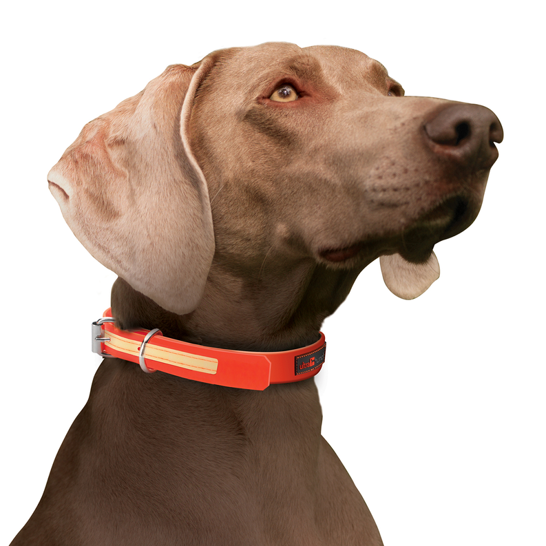 Gray dog wearing a red dog collar with metal buckle and side tag