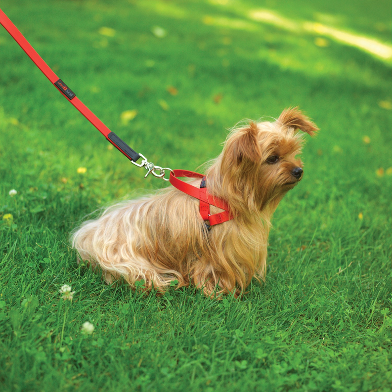 Red Freedom dog harness with front strap and leash clip, worn on tan dog