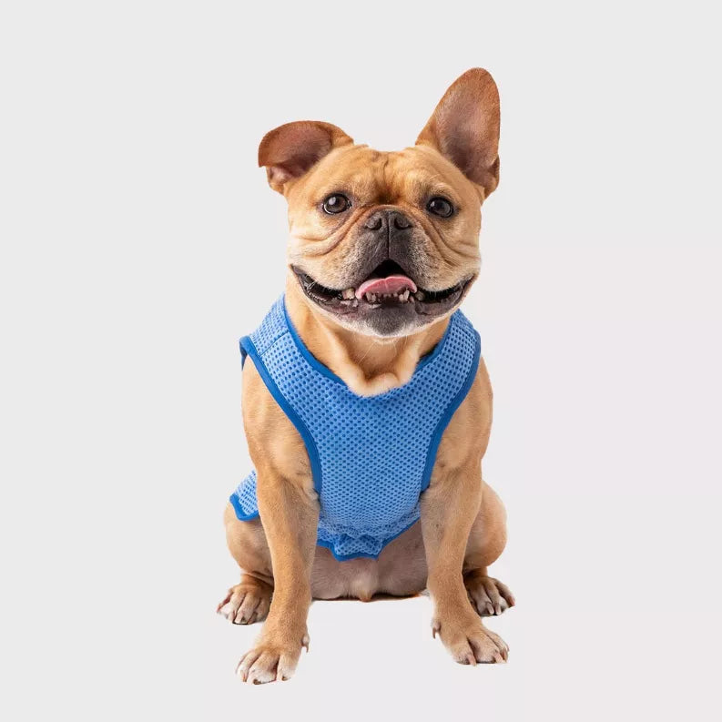 Pet cooling vest on tan dog face, blue mesh sleeveless vest fit