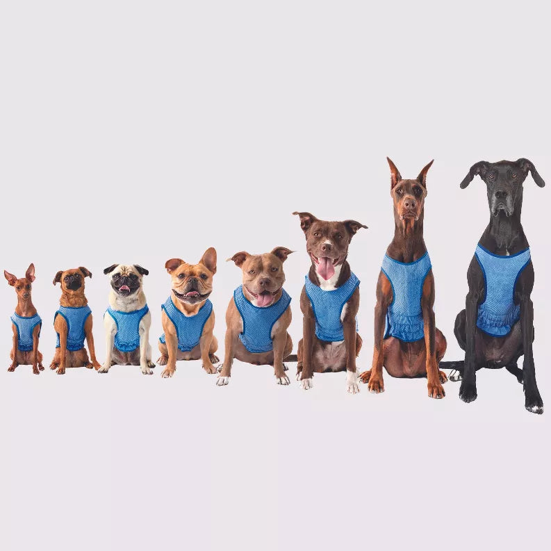 Dogs wearing blue mesh ice vests with elastic straps and logo patch