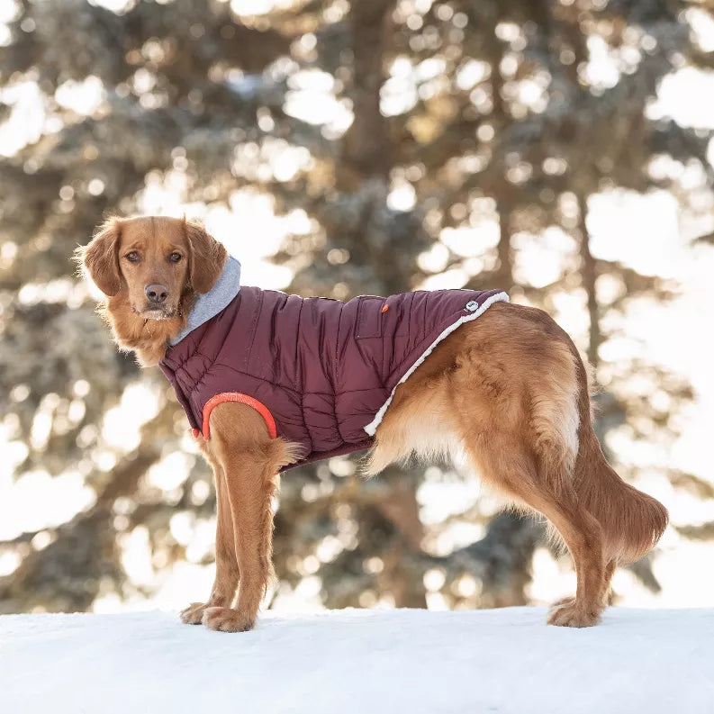 Maroon winter dog parka with gray hood lining, orange trim, and padded quilted body.
