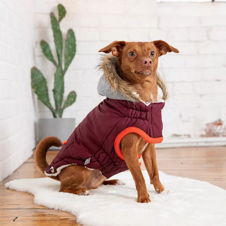 Maroon puffer winter dog parka with gray hood fur and orange leg openings