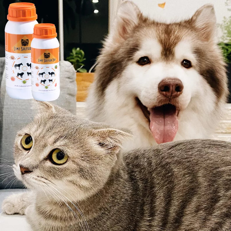 Lime sulfur dip solution bottles with orange caps beside a happy dog and gray cat