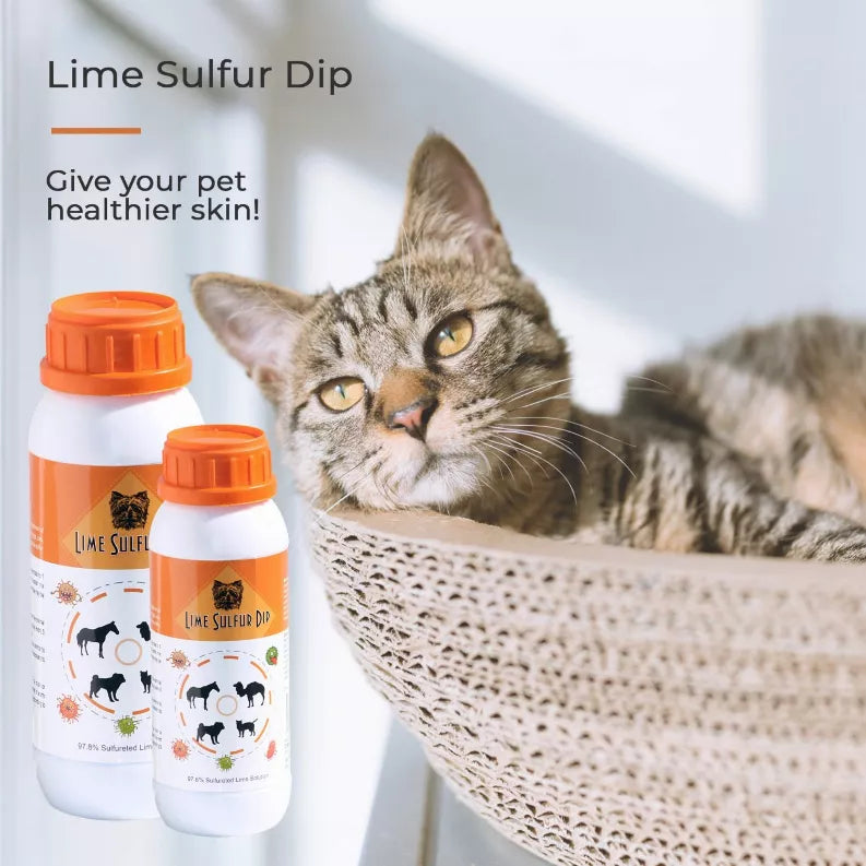 Lime sulfur dip solution bottles with orange caps next to a gray cat on a couch