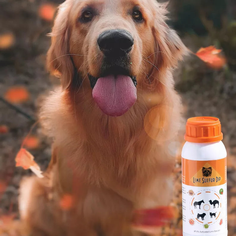 Lime sulfur dip solution bottle with orange cap beside a golden dog, front view