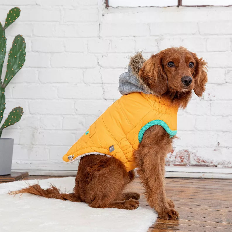 Orange quilted dog winter parka with gray hood and teal trim, sitting pose