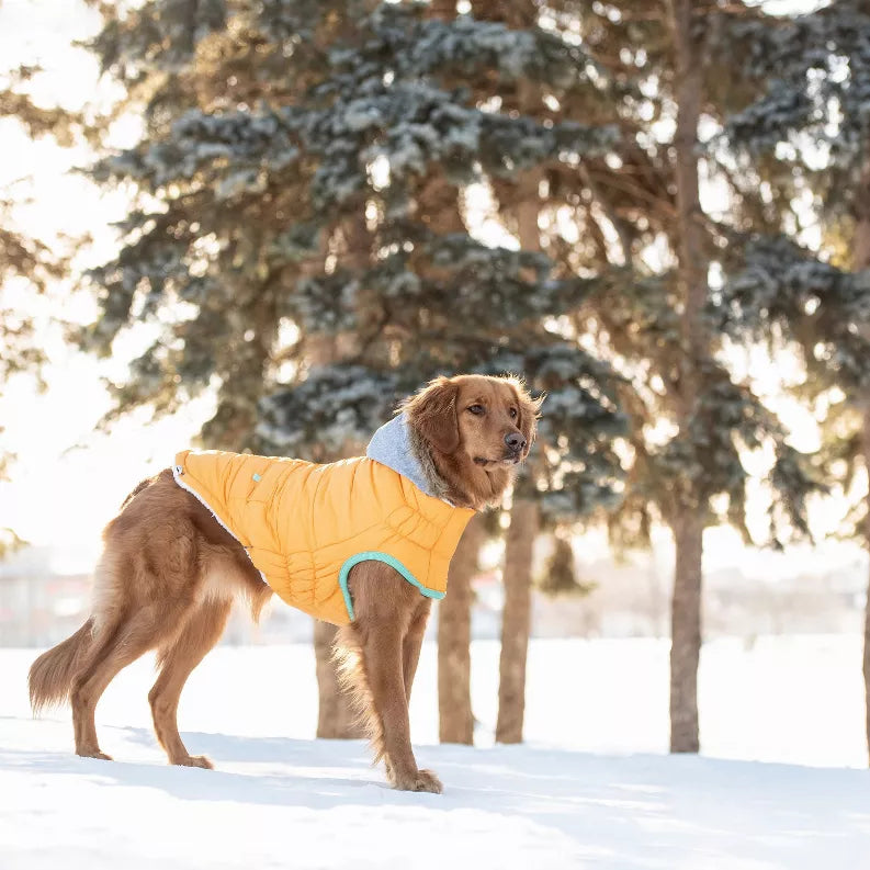 Yellow winter dog parka with gray hood, teal trim, and quilted puffer design
