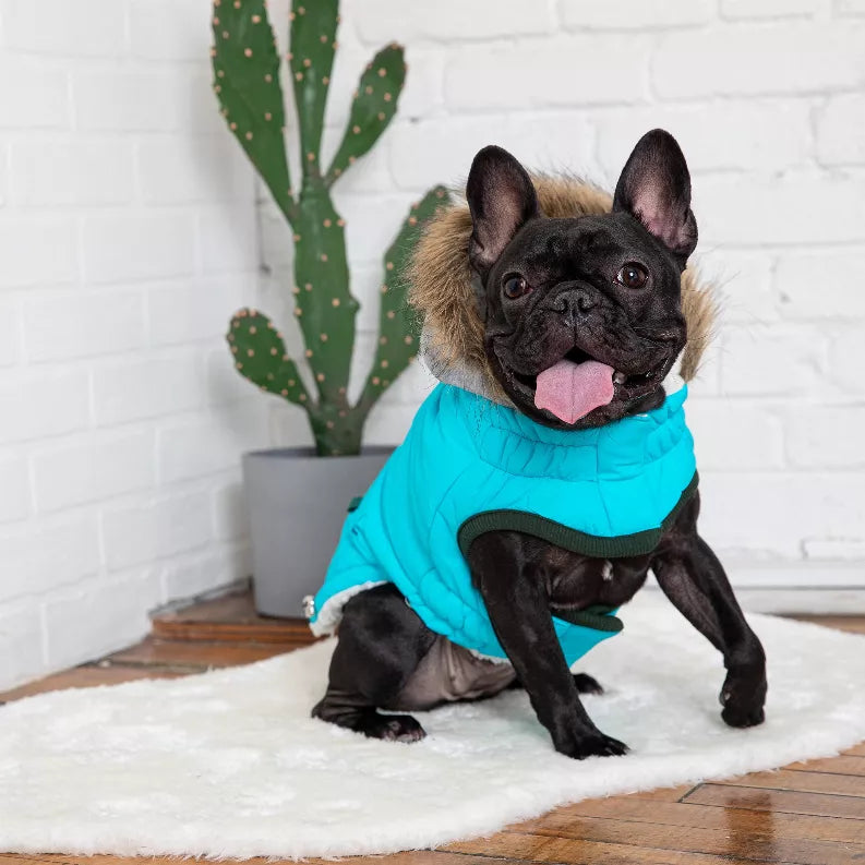 Blue winter dog parka with green trim, hooded design, and warm sherpa lining on a dog.