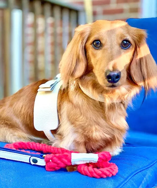Dog Harness - Pet Supplies
