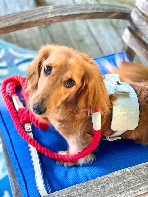 Dog Harness - Pet Supplies