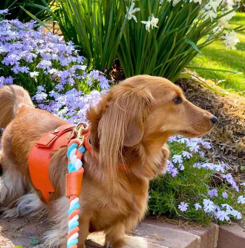 Dog Harness - Pet Supplies