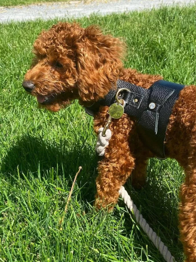 Dog Harness - Pet Supplies