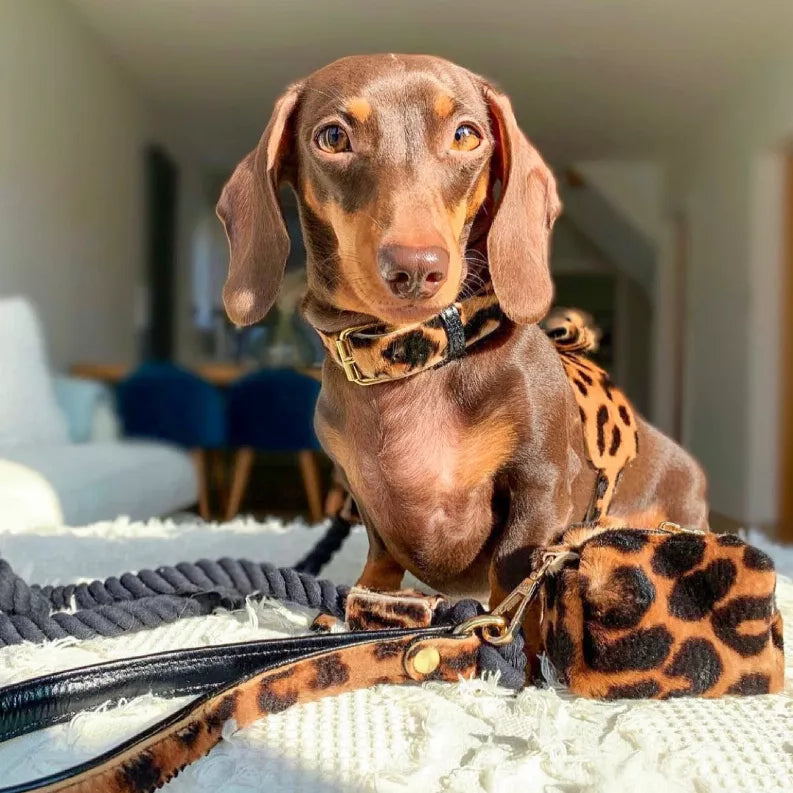 Dog Harness - Pet Supplies