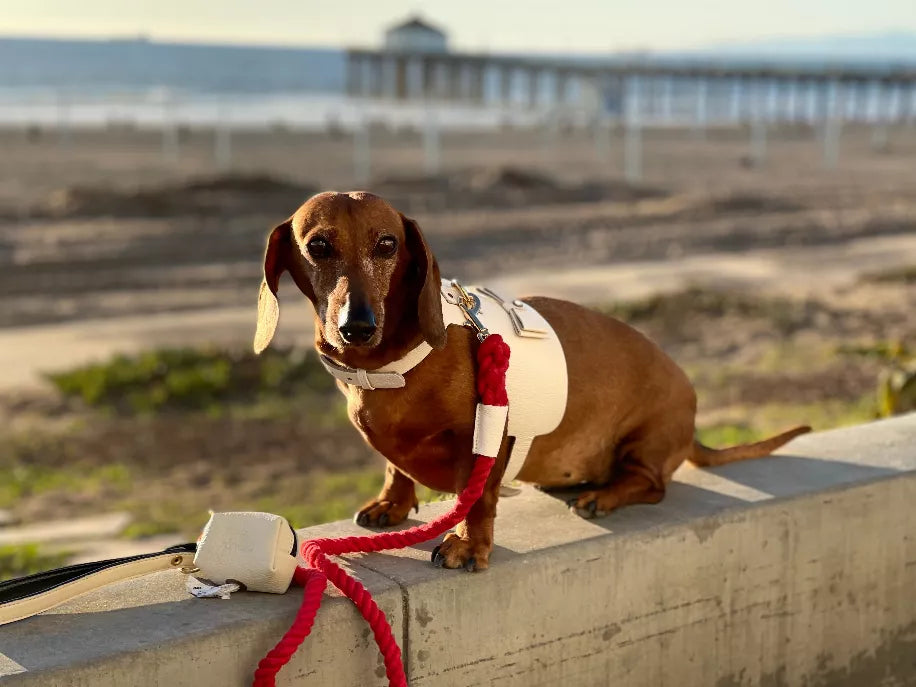 Dog Harness - Pet Supplies