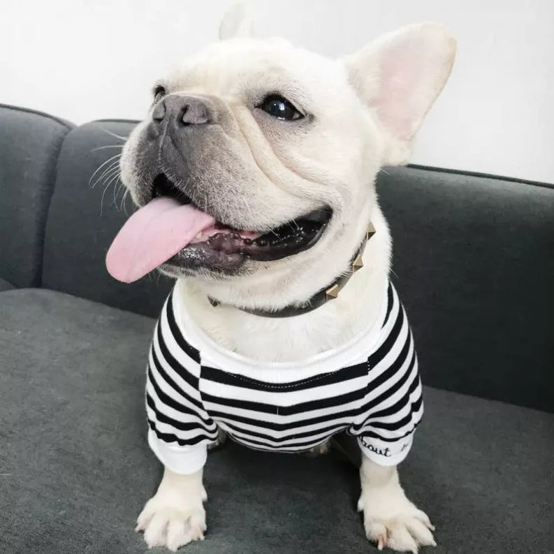 White and black striped pet shirt on a French bulldog with pink tongue