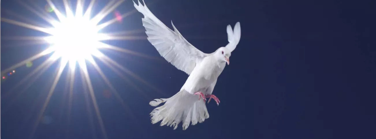 Dove motion bookmark with a bird in mid-flight graphic